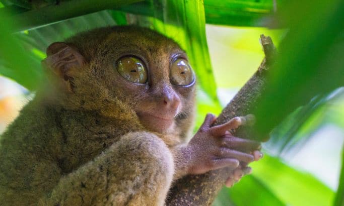 Tarsier, Bohol