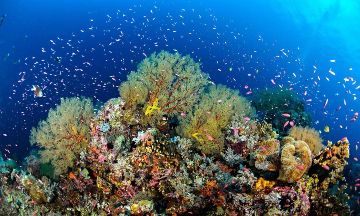 Tubbataha Reefs, Palawan