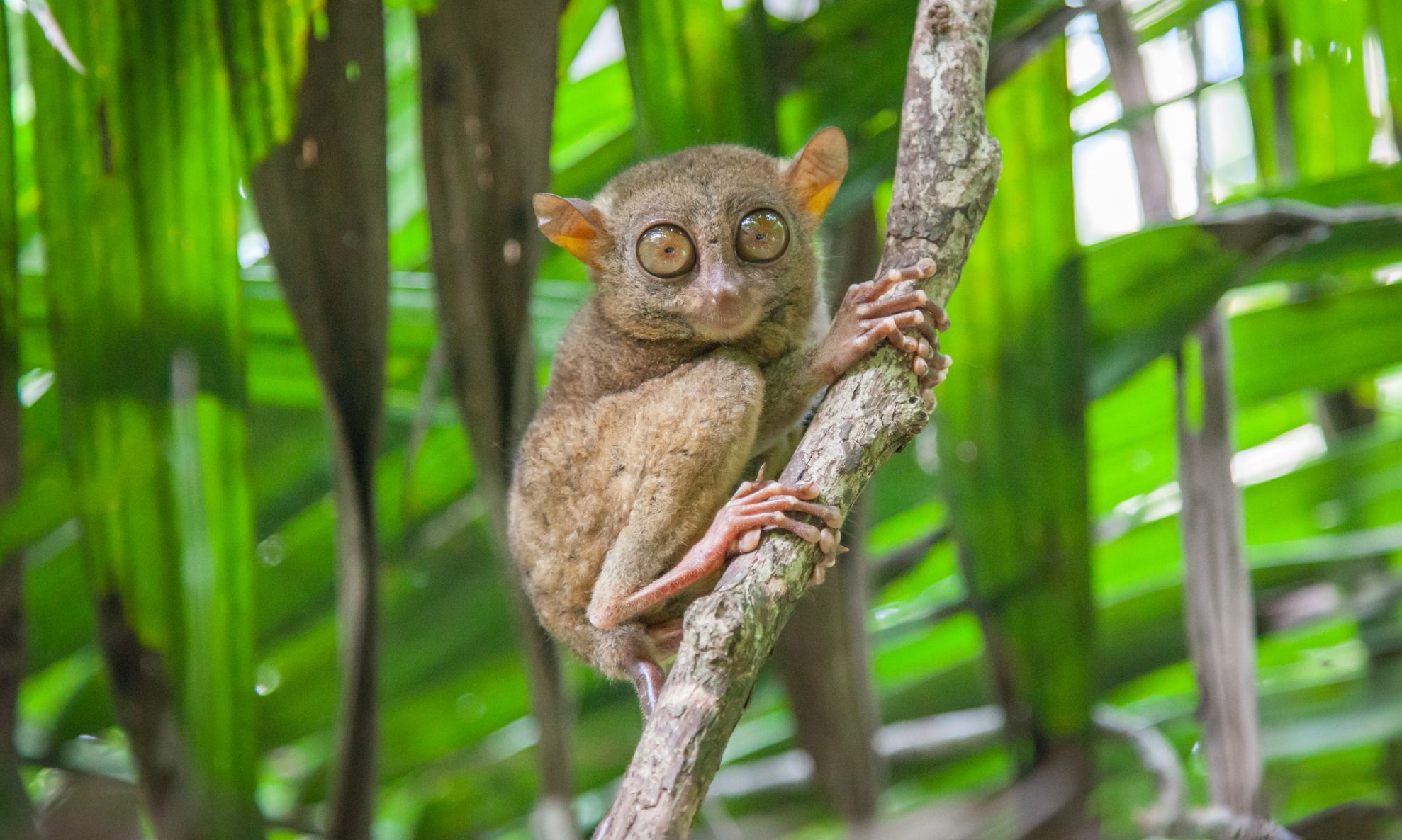 DT157 - Tour Bohol - đi thuyền sông Loboc - ngắm đồi Sô Cô La và vượn mắt kính Tarsier