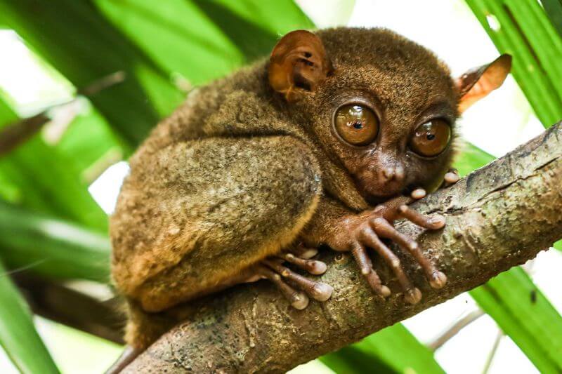 DTP20 - 4D3N Cebu & Bohol Tour Package